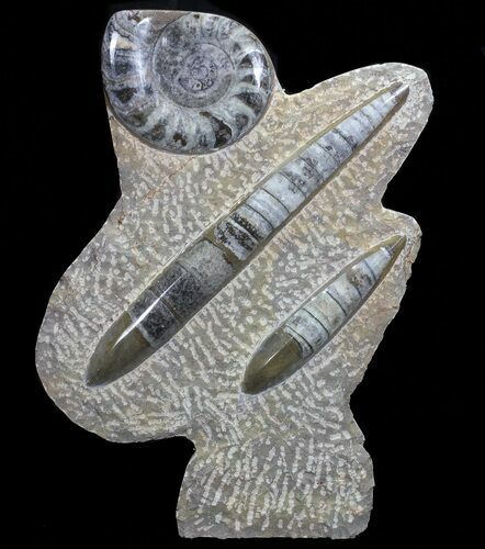Fossil Goniatite & Orthoceras Sculpture - #71649